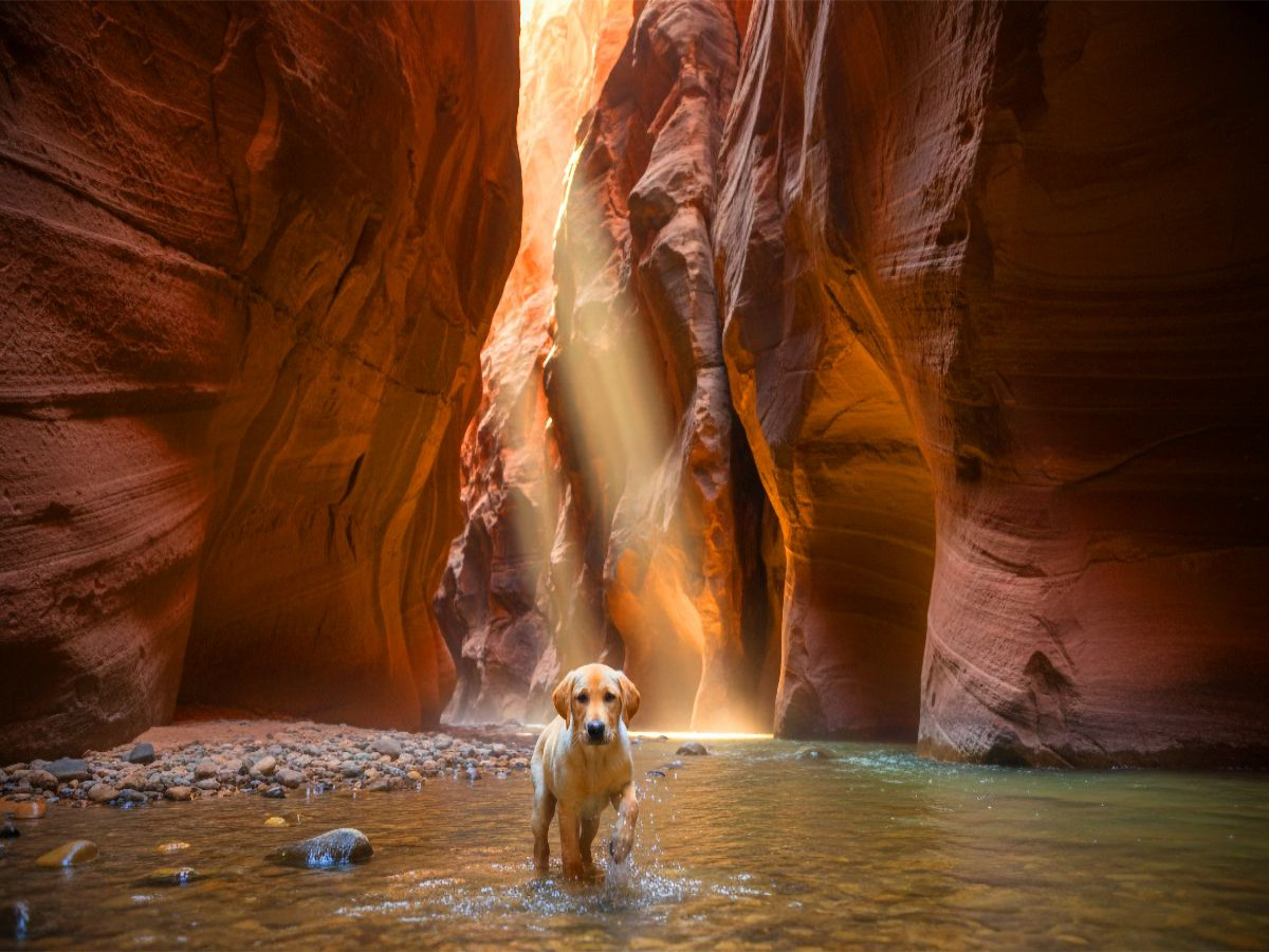 Nasse Pfoten im Antelope Canyon