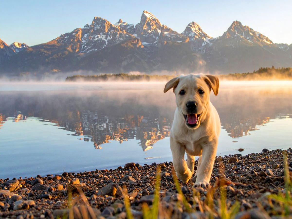 Am Ufer des Jenny Lake im Grand-Teton-Nationalpark
