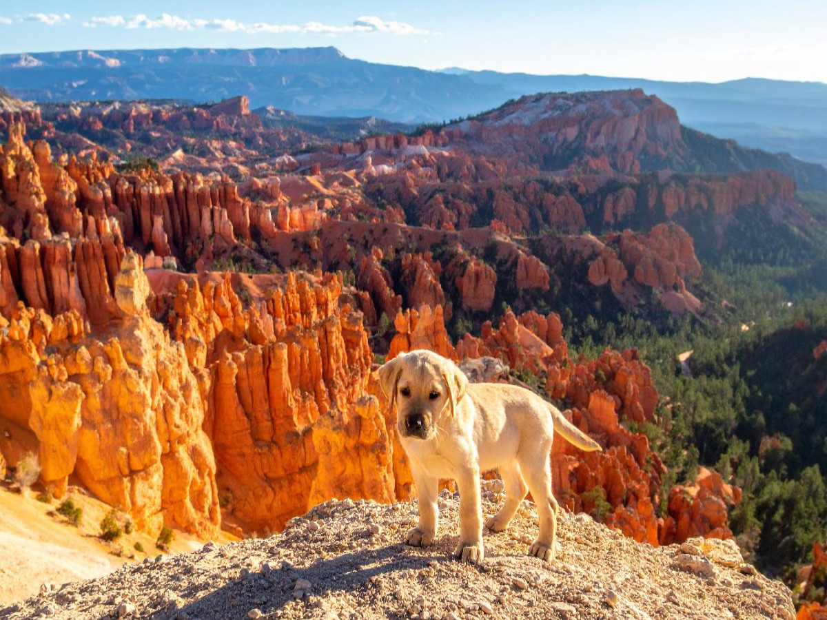 Besuch im Bryce Canyon mit Labrador