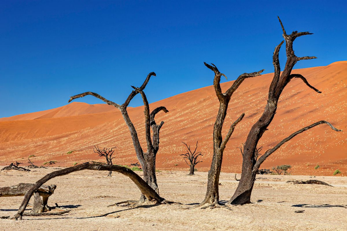 Tote Bäume im Deadvlei