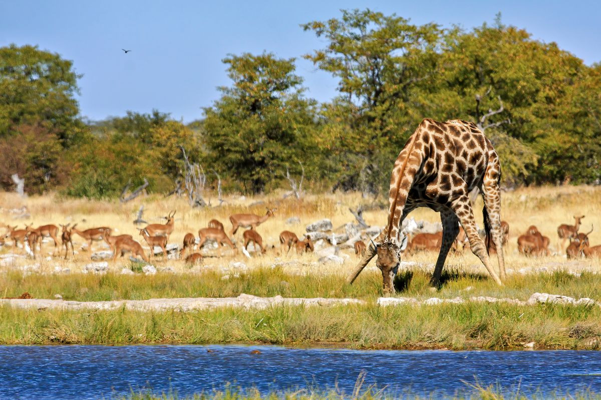 Giraffe am Wasserloch