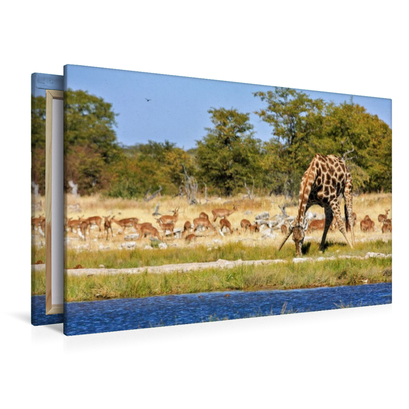 Giraffe am Wasserloch
