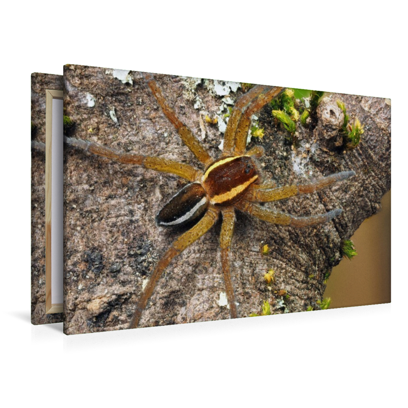 Gerandete Jagdspinne