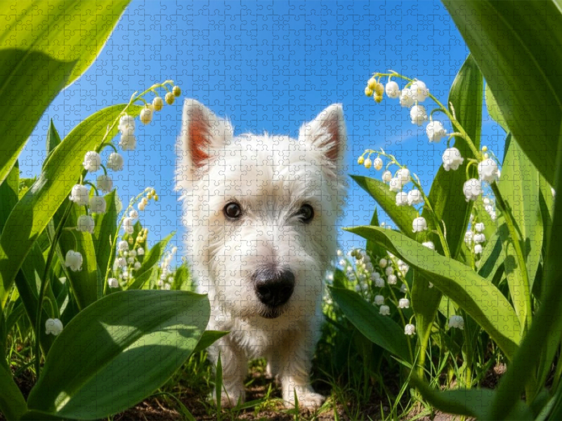 West Highland Terrier