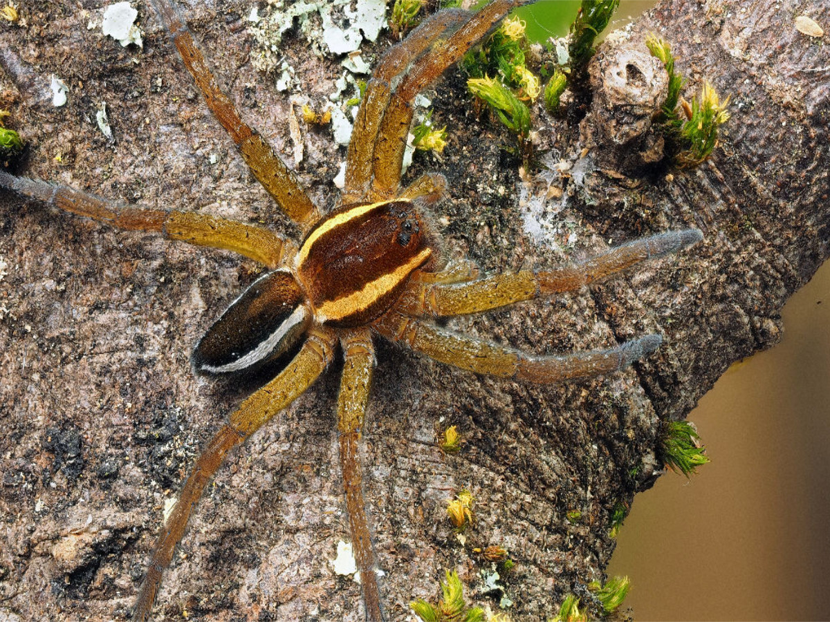 Gerandete Jagdspinne