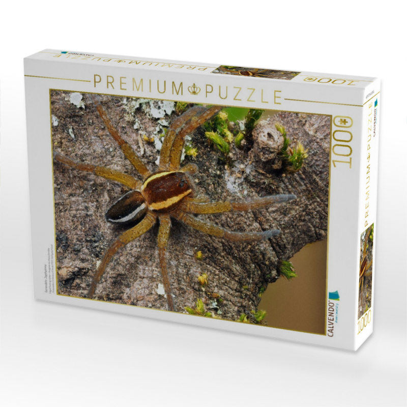 Gerandete Jagdspinne
