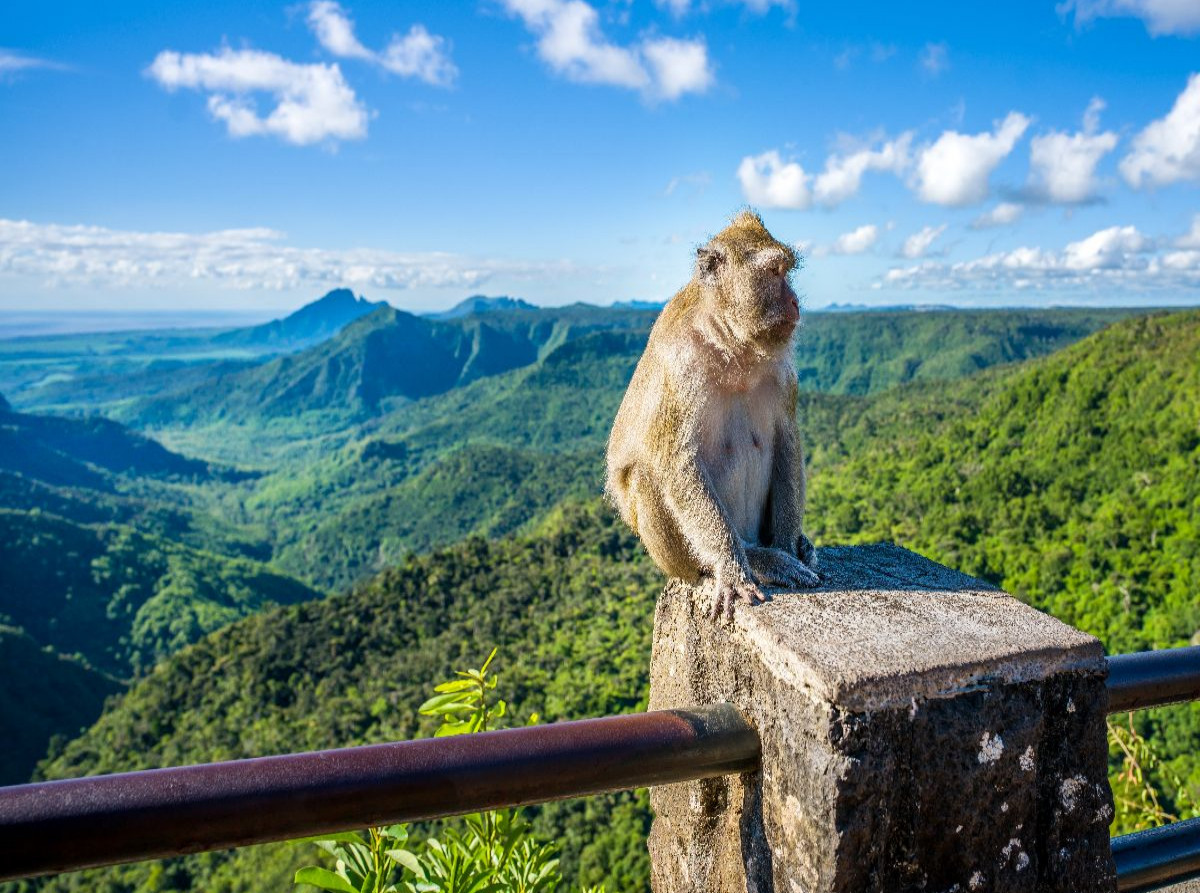 Mauritius - Javaner-Affe am Gorges Viewpoint
