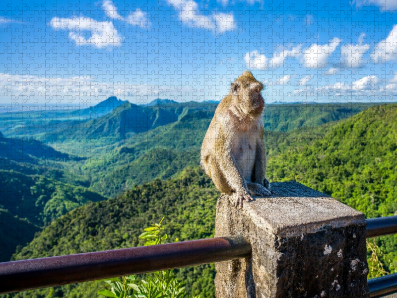 Mauritius - Javaner-Affe am Gorges Viewpoint