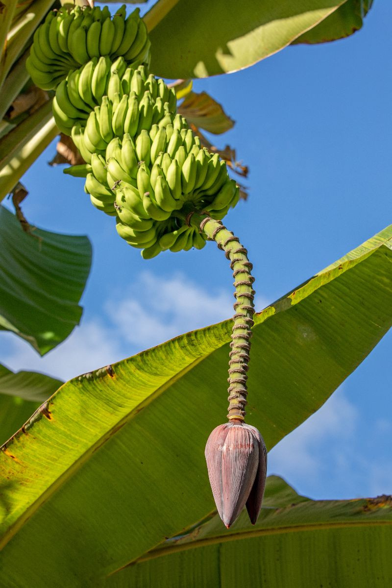 Bananenbaum auf den Seychellen
