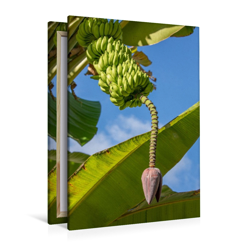 Bananenbaum auf den Seychellen