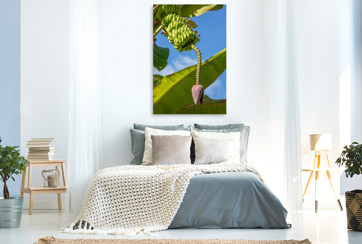 Bananenbaum auf den Seychellen