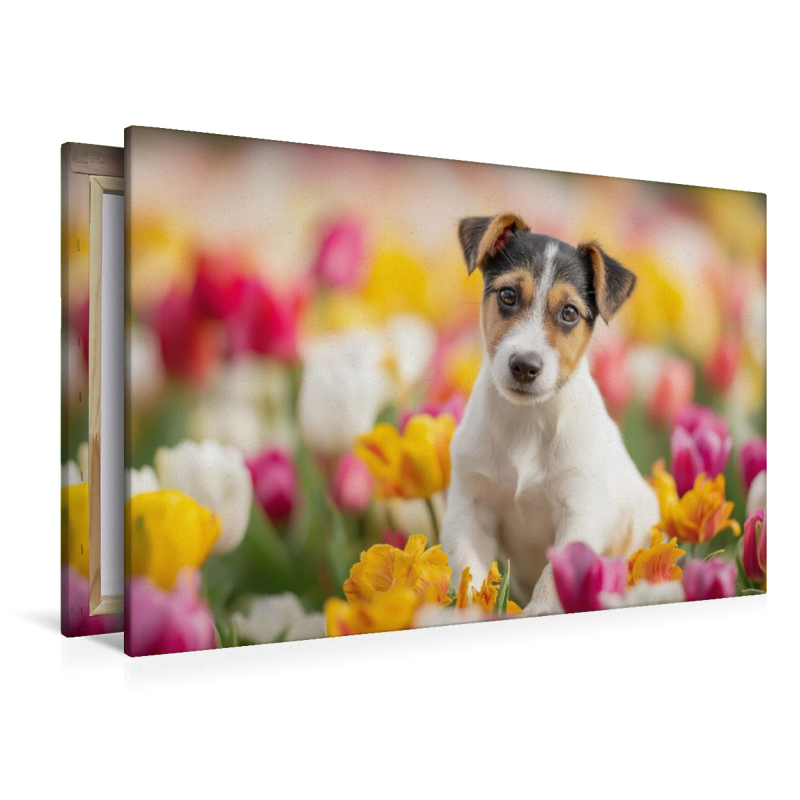 Ein Motiv aus dem Kalender Jack Russell Terrier