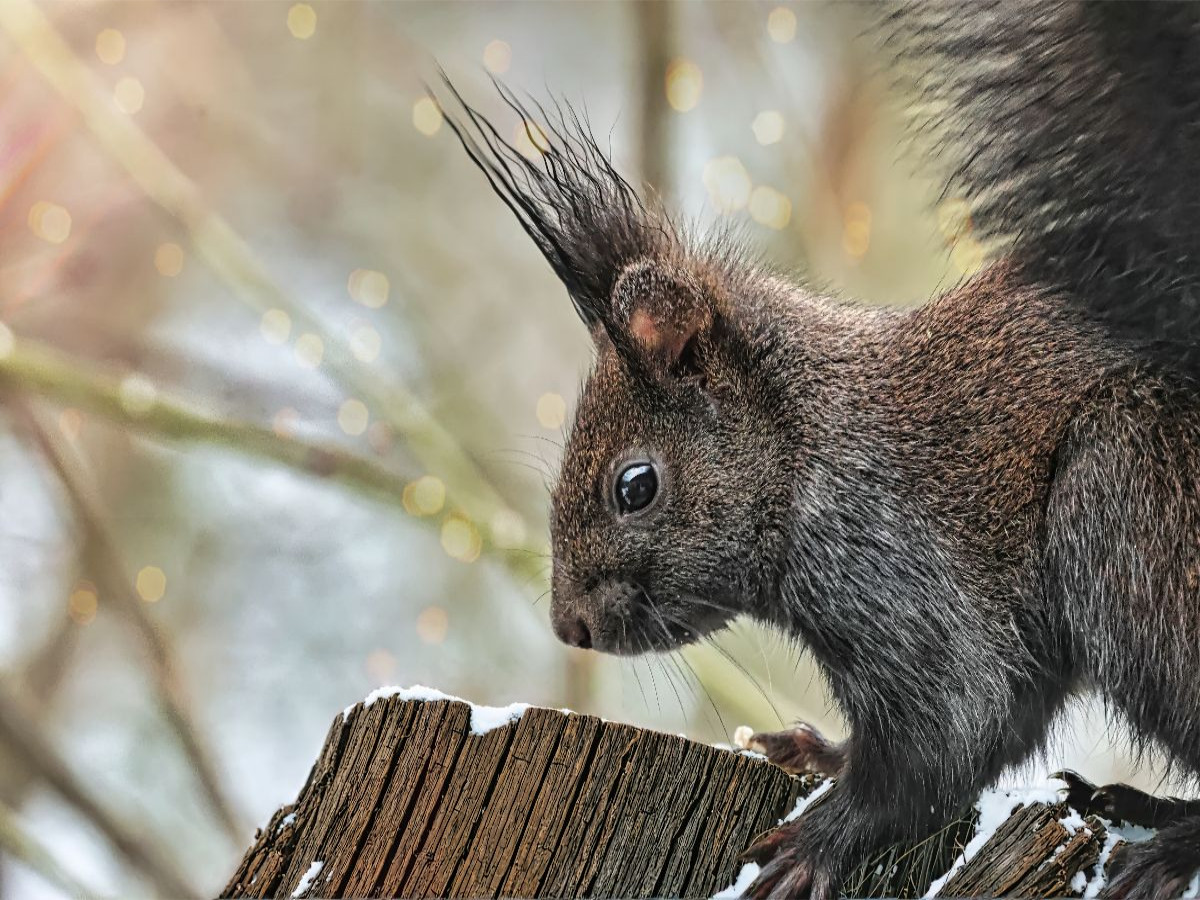 Braunes Eichhörnchen