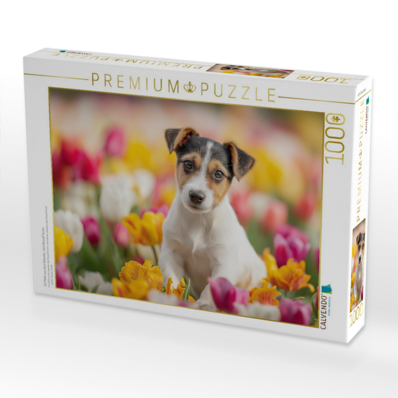 Ein Motiv aus dem Kalender Jack Russell Terrier