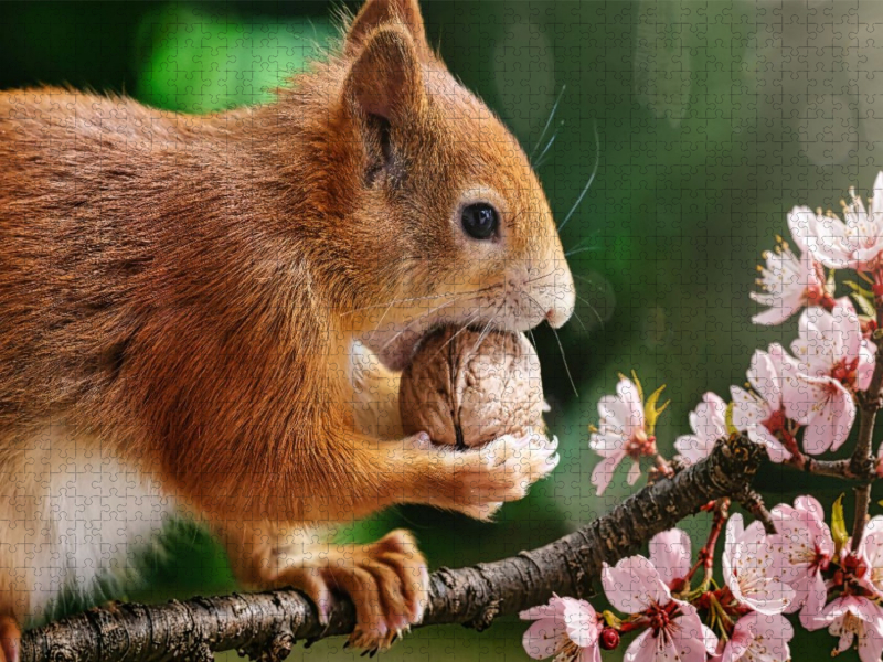 Eichhörnchen im Frühling