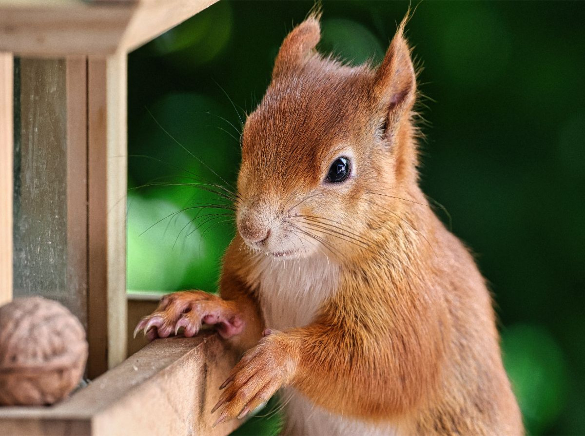 Eichhörnchen am Vogelfutterhaus