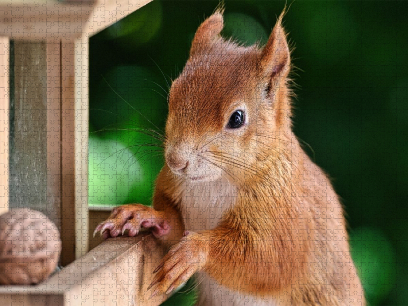 Eichhörnchen am Vogelfutterhaus