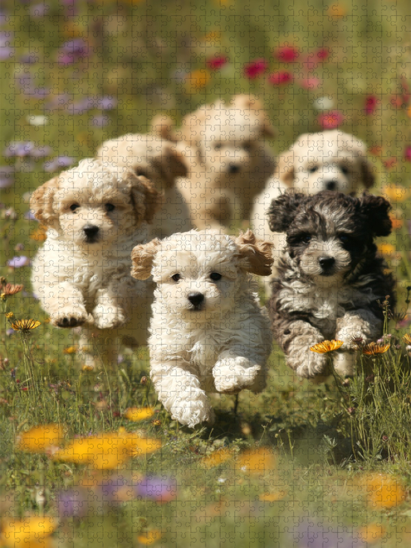 Wir sind nicht nur süß, wir sind eine ganze Flausch Gang