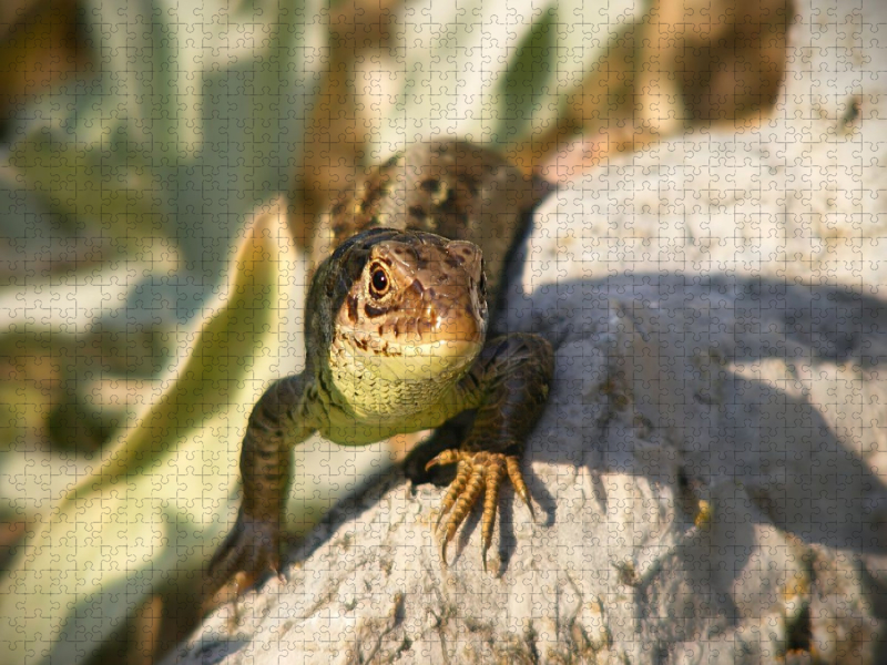 Zauneidechse auf Stein