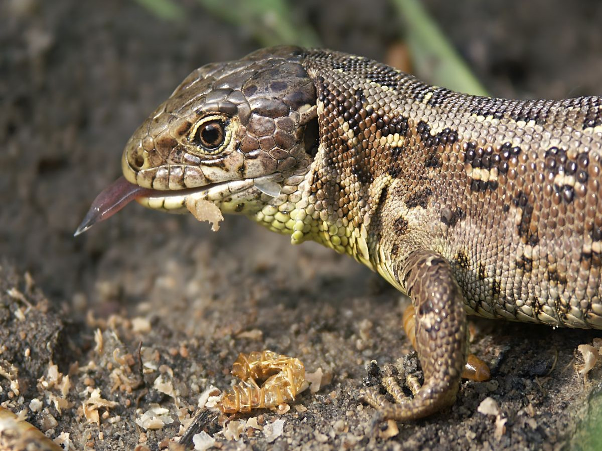 Ein Motiv aus dem Kalender Zauneidechsen (Lacerta agilis)