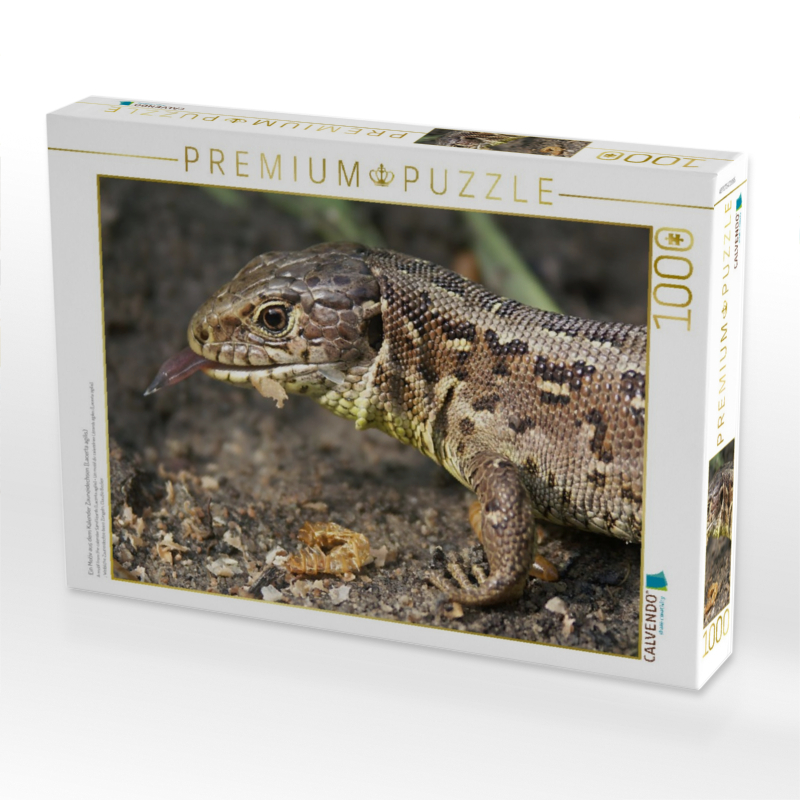 Ein Motiv aus dem Kalender Zauneidechsen (Lacerta agilis)
