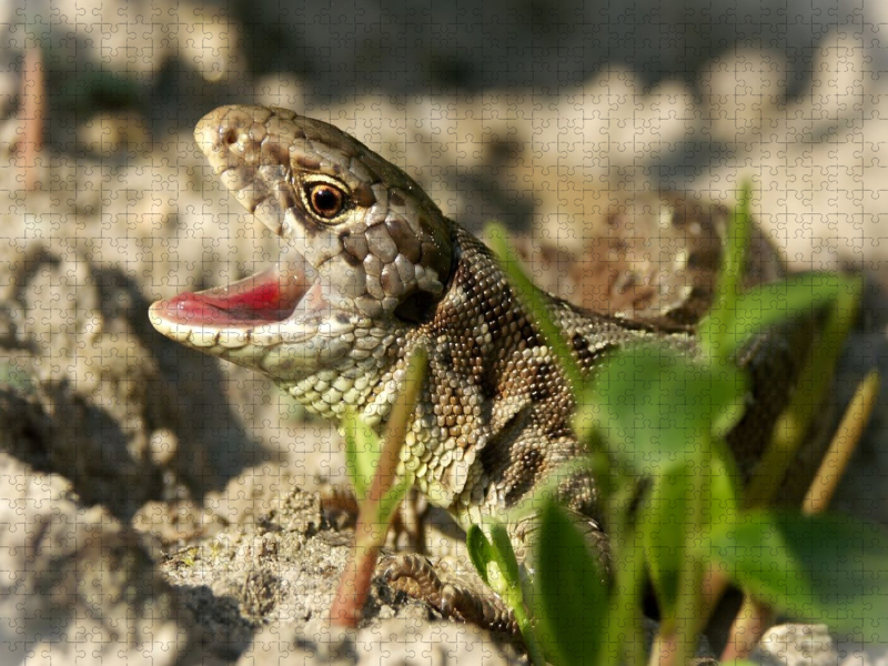 Zauneidechse zeigt Zähne