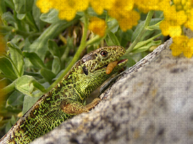 Eidechsenmann beim Fressen