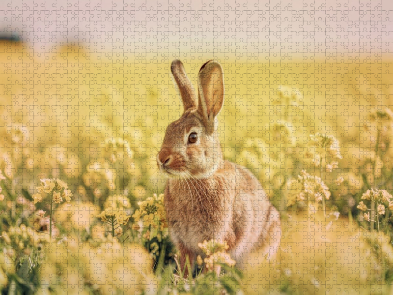 Ein Hauch von Frühling, ein Sprung voller Leichtigkeit.