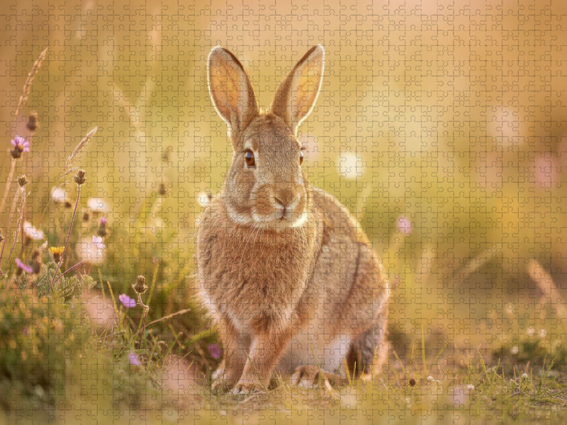 So süß wie der Frühling selbst: Feldhasen in Pastell.