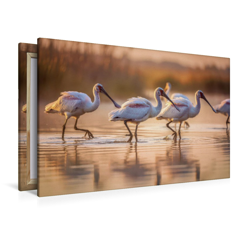 Löffelreiher – inspiriert von der Natur.