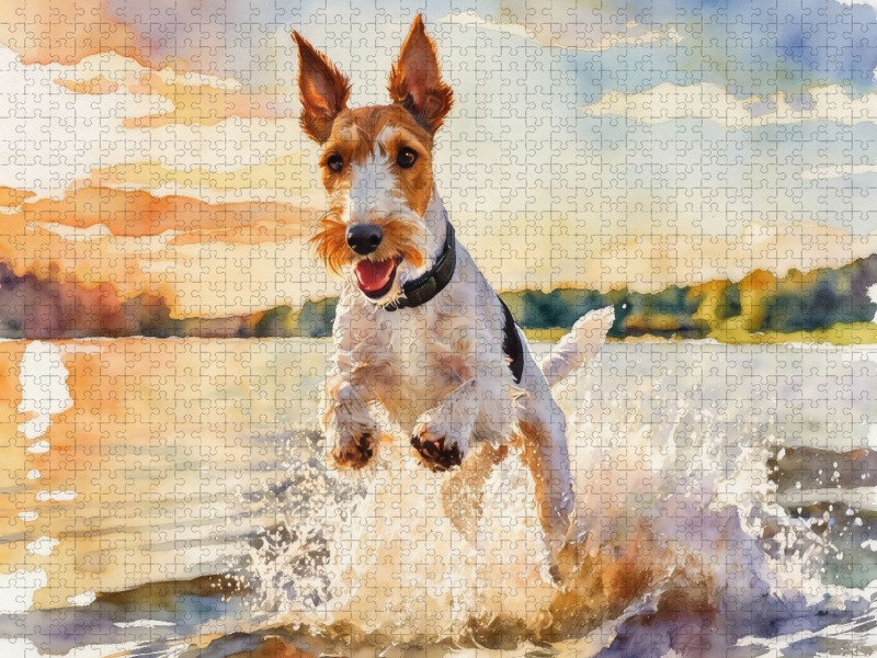 Drahthaar-Foxterrier - sommerliches Vergnügen