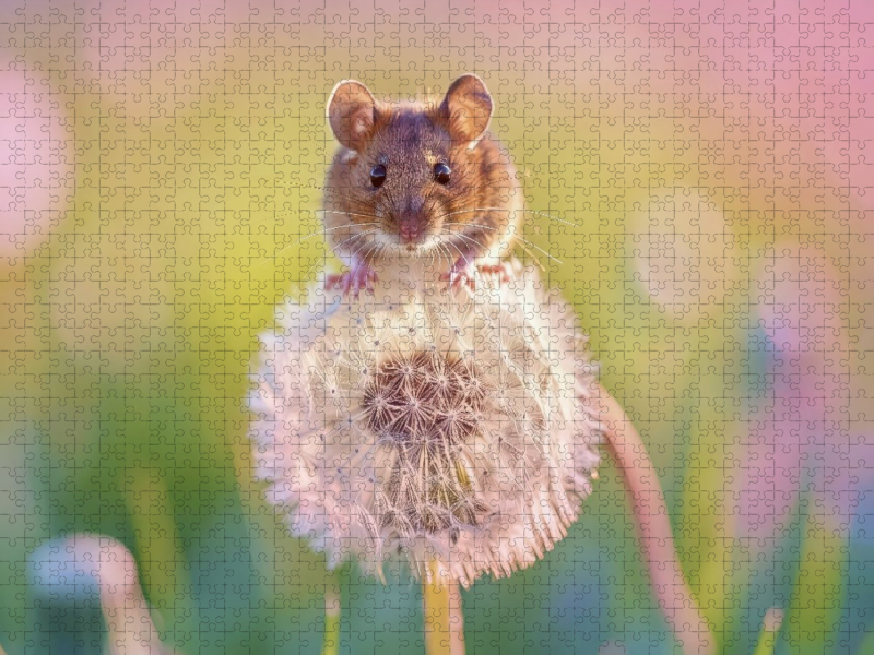Tierwelt zwischen den Feldern – näher, als du denkst.