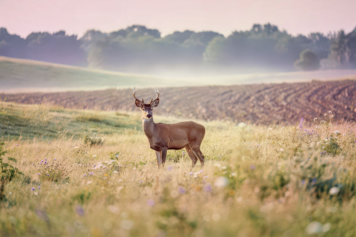 Zwischen den Feldern: Heimat für Tiere.