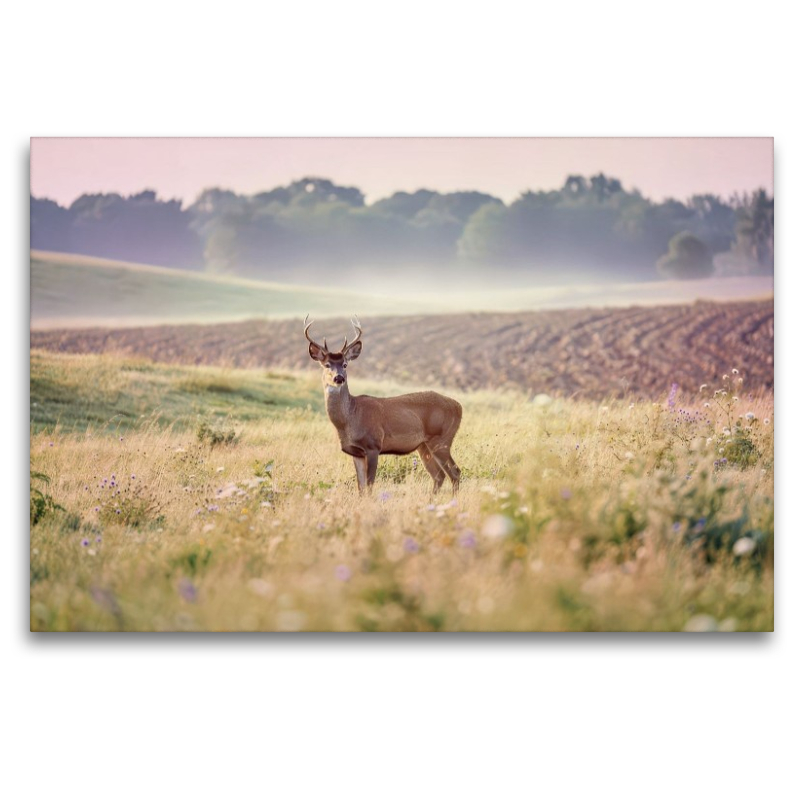 Zwischen den Feldern: Heimat für Tiere.