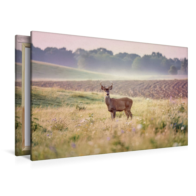 Zwischen den Feldern: Heimat für Tiere.