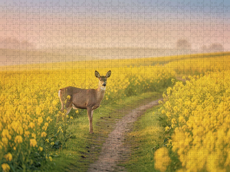 Felder voller Leben – Geschichten, die die Natur schreibt.
