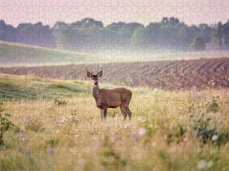 Zwischen den Feldern: Heimat für Tiere.