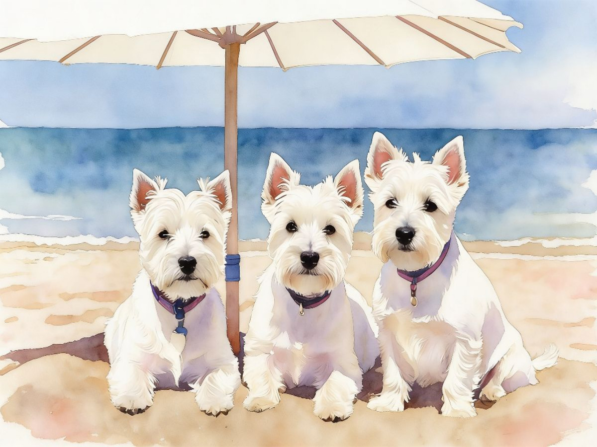 West Highland White Terrier