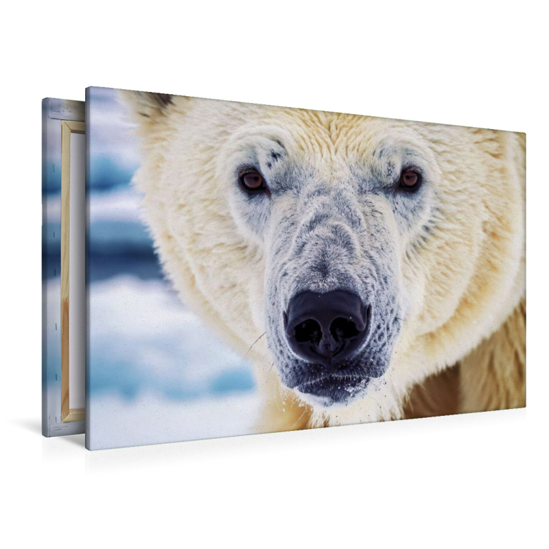 Ein Motiv aus dem Kalender Die Augen der Wildnis