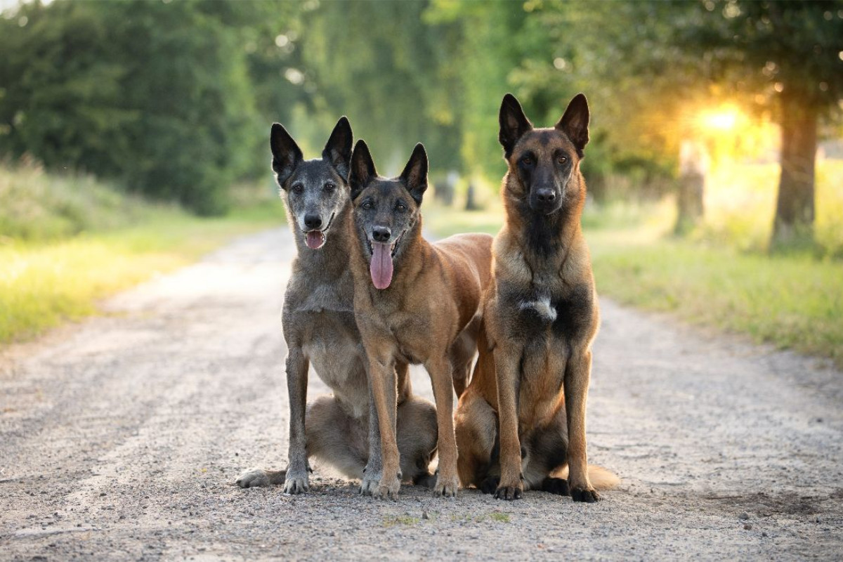 Ein Motiv aus dem Kalender Malinois - Seelen aus Feuer