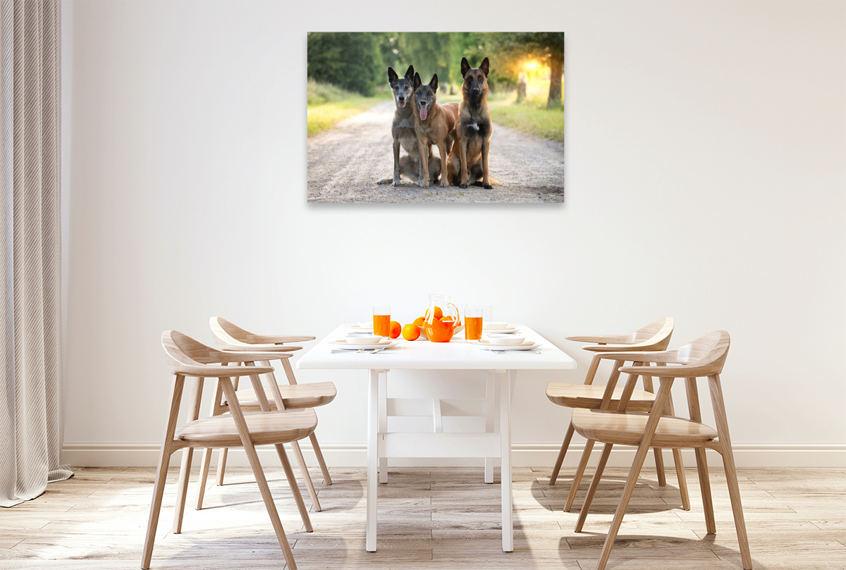 Ein Motiv aus dem Kalender Malinois - Seelen aus Feuer
