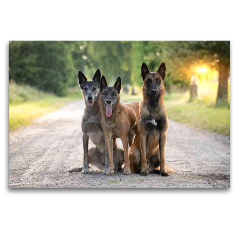 Ein Motiv aus dem Kalender Malinois - Seelen aus Feuer