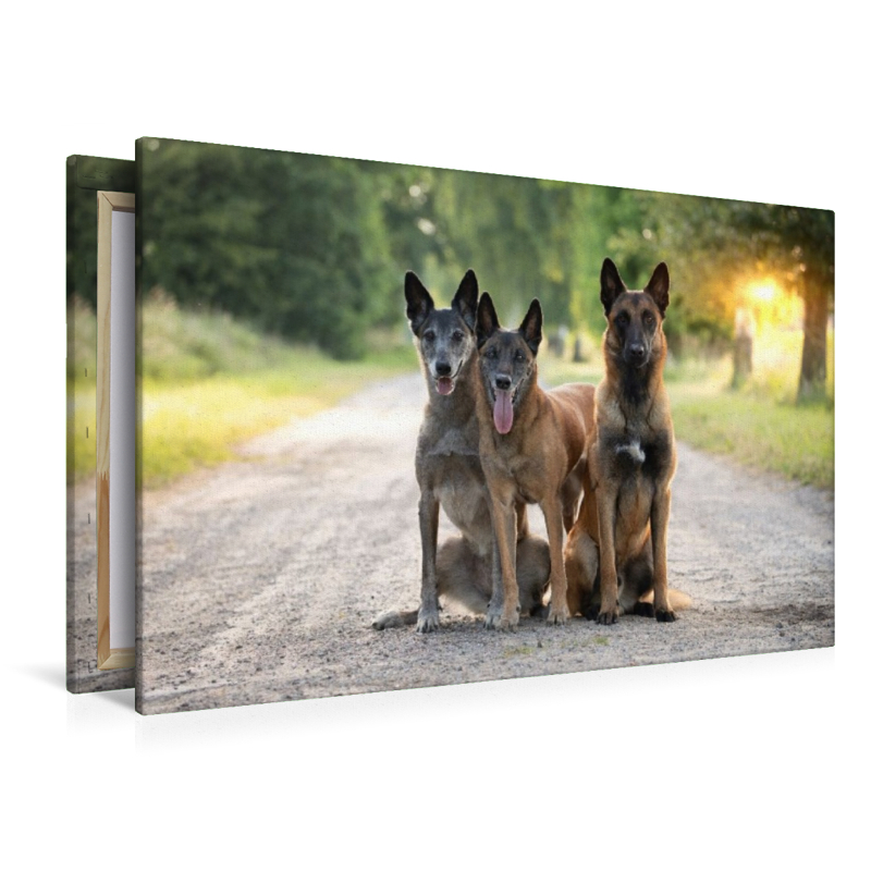 Ein Motiv aus dem Kalender Malinois - Seelen aus Feuer