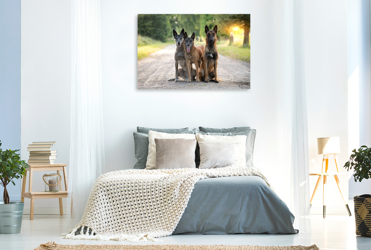 Ein Motiv aus dem Kalender Malinois - Seelen aus Feuer