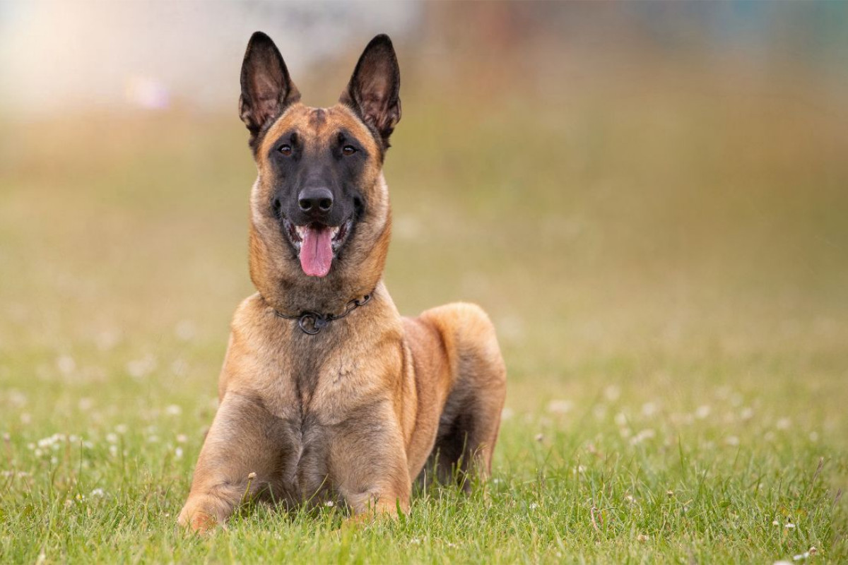 Ein Motiv aus dem Kalender Malinois - Seelen aus Feuer