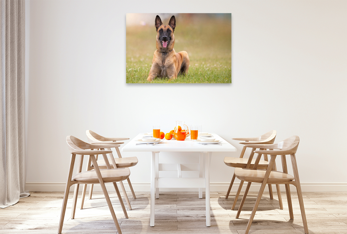 Ein Motiv aus dem Kalender Malinois - Seelen aus Feuer