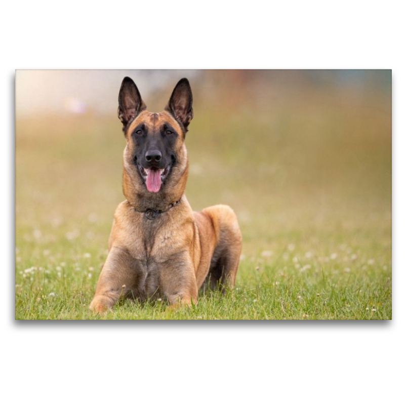 Ein Motiv aus dem Kalender Malinois - Seelen aus Feuer