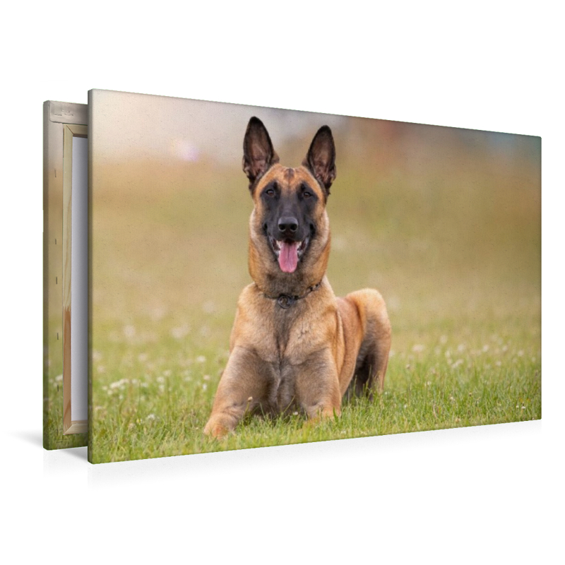 Ein Motiv aus dem Kalender Malinois - Seelen aus Feuer