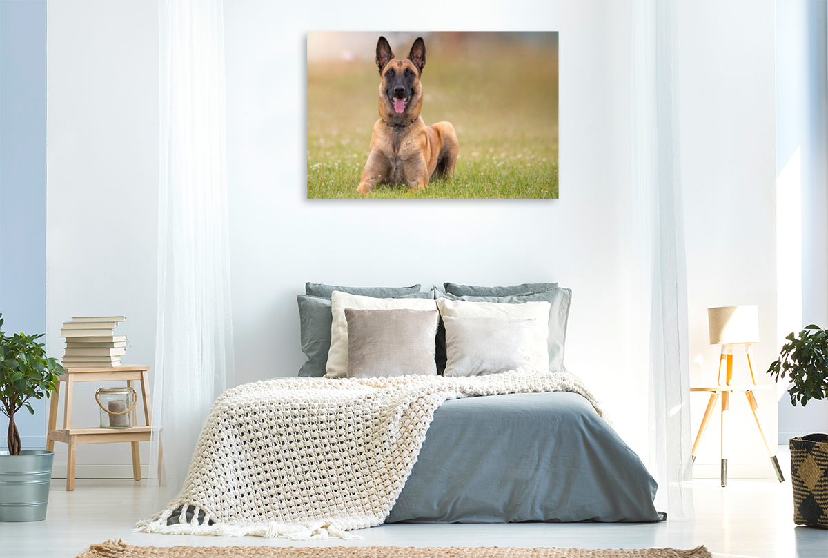 Ein Motiv aus dem Kalender Malinois - Seelen aus Feuer