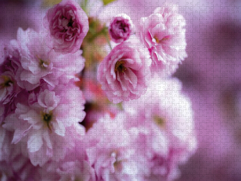 Volles Dutzend